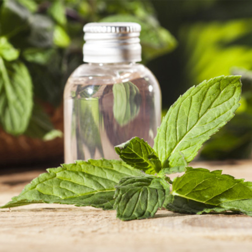 Rectified Peppermint Oil Suppliers