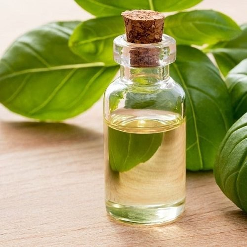 Basil Oil In Bangladesh