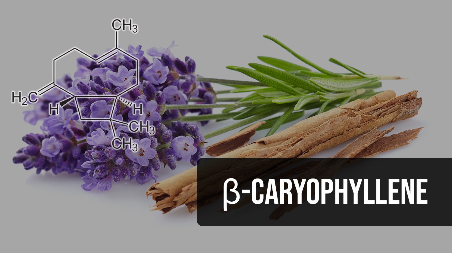 Beta-Caryophyllene Oxide Suppliers