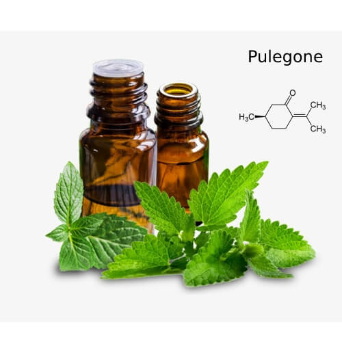 Pulegone Suppliers
