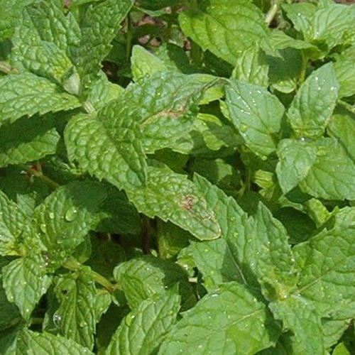 Top Uses of Natural Graded Menthone in Pharma, Flavor & Fragrance Industries