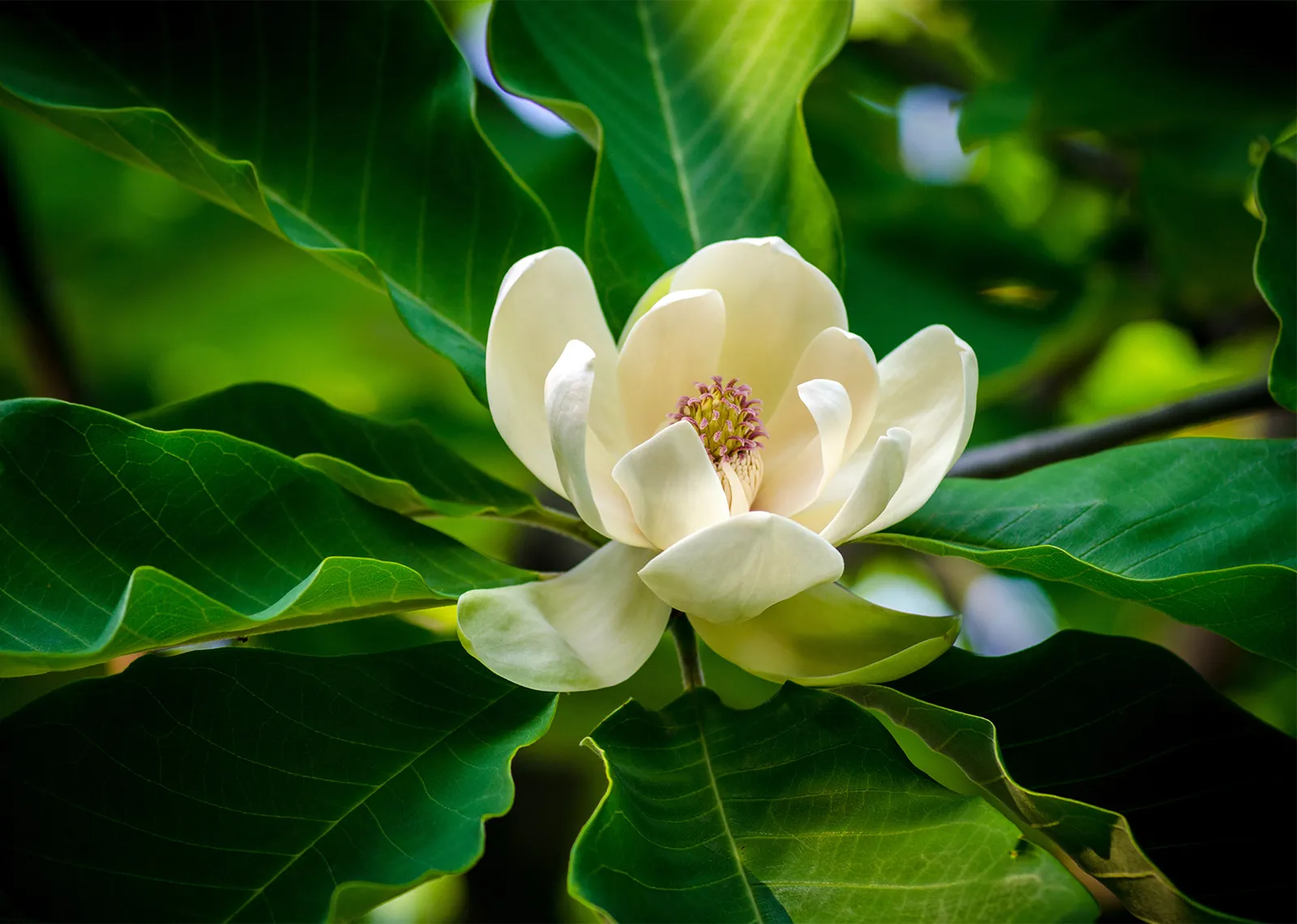 Why Choose Kelvin Natural Mint for Magnolianal Supply?